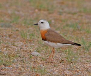 Хиазат (Дорнын хиазат)